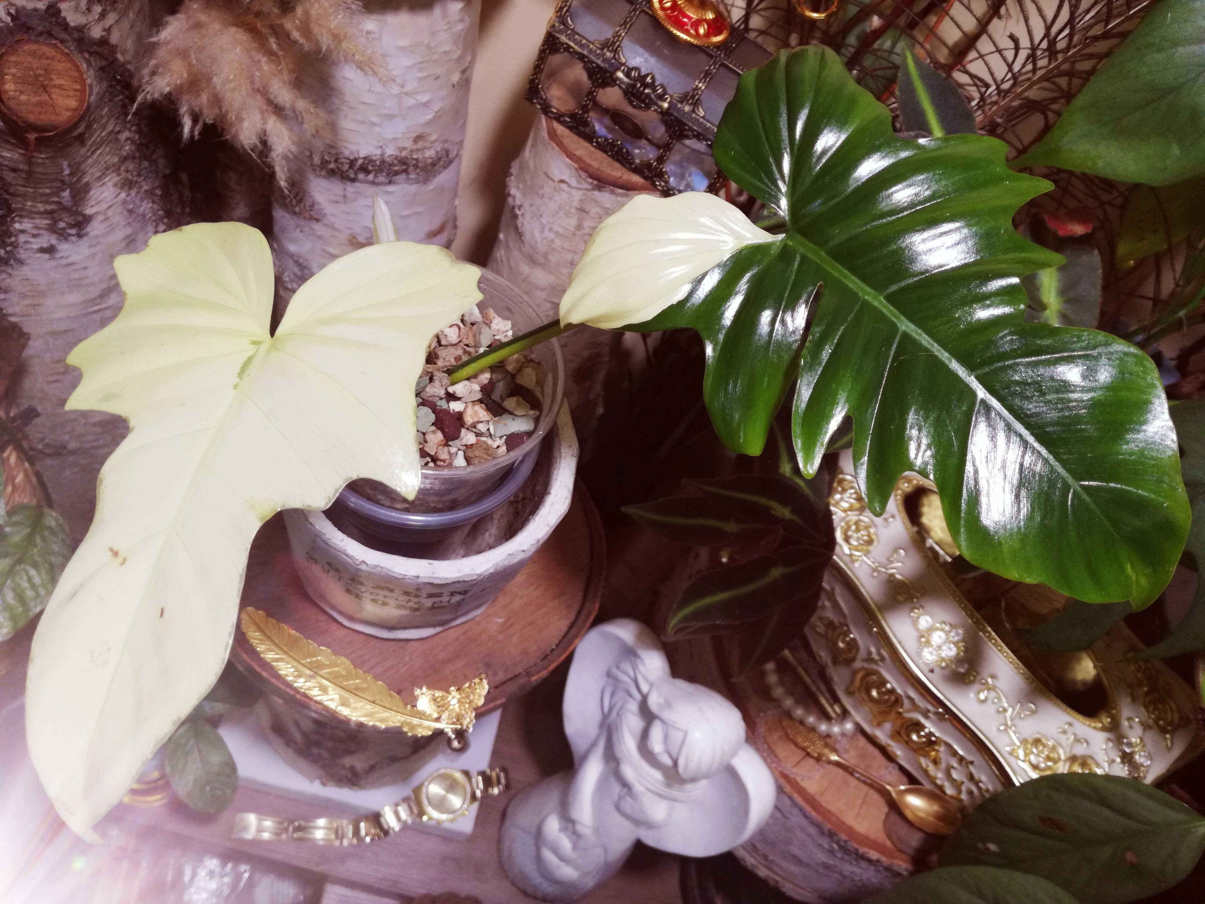 Philodendron Golden Dragon Variegata REZERWACJA kwiat UNIKAT monstera