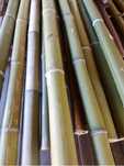 Canas de Bambu em verde