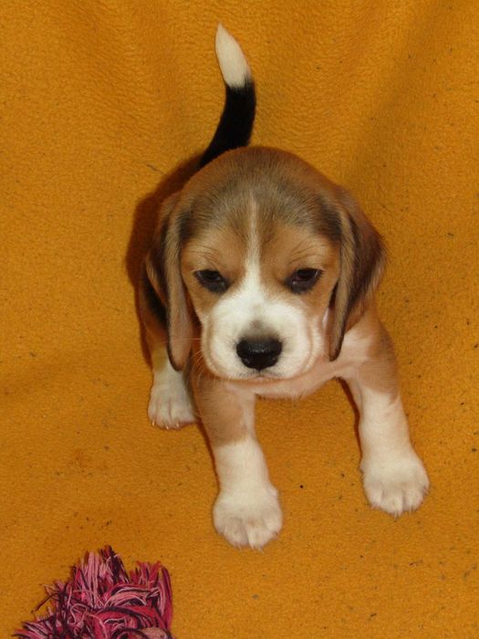 Beagle Tricolor, Porte Pequeno, LOP/Pedigree/Afixo.