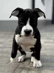CZARNO BIAŁA sunia American Staffordshir Terrier-FCI