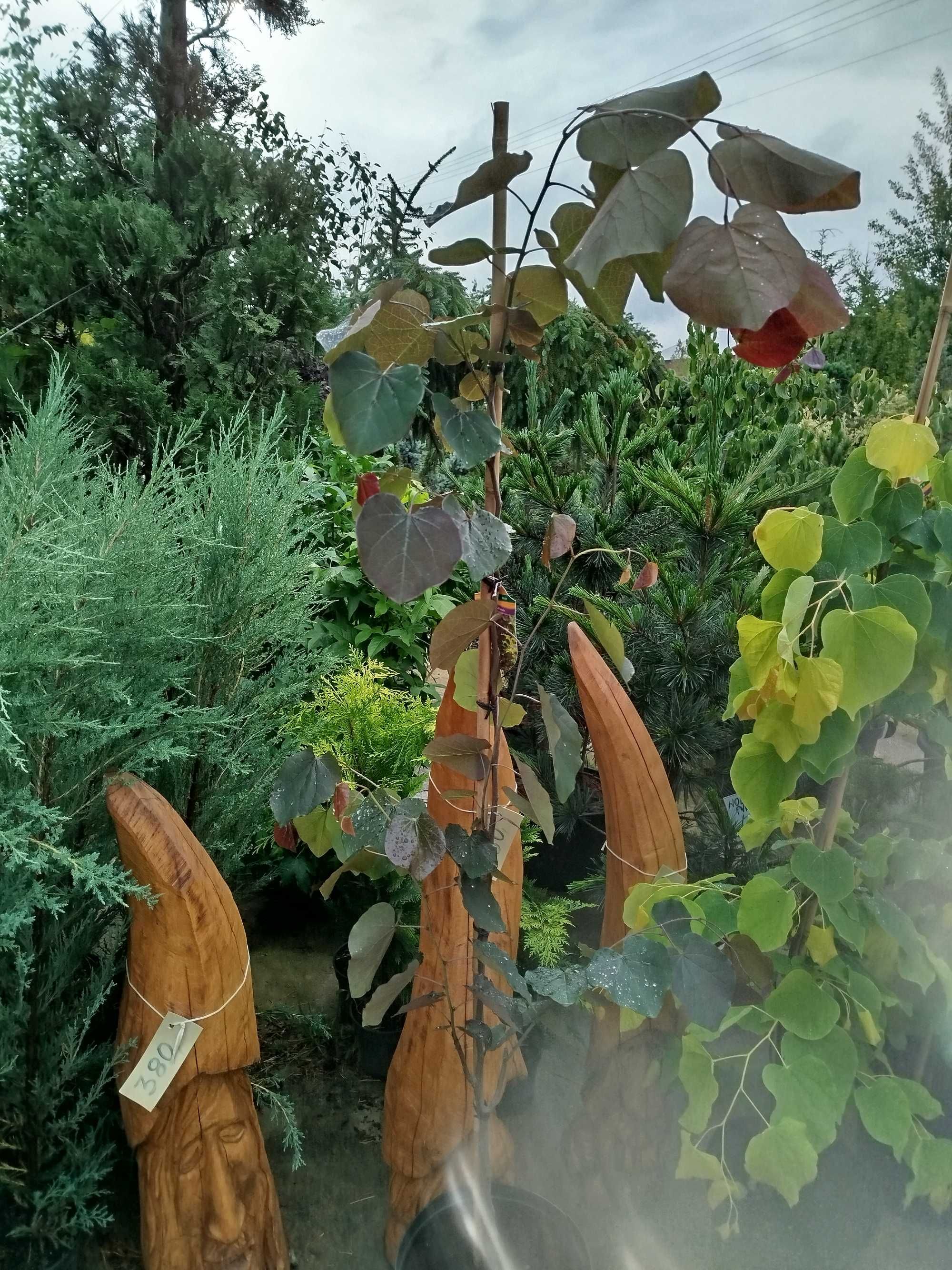 Judaszowiec  Kanadyjski
