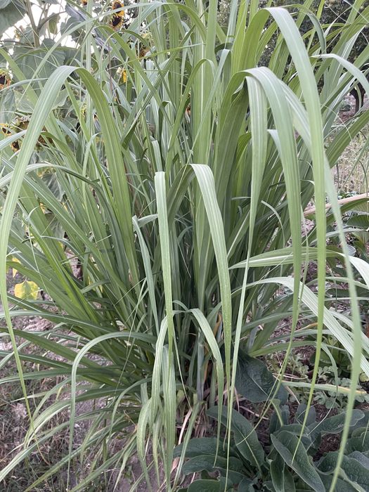 Planta de cana de açúcar
