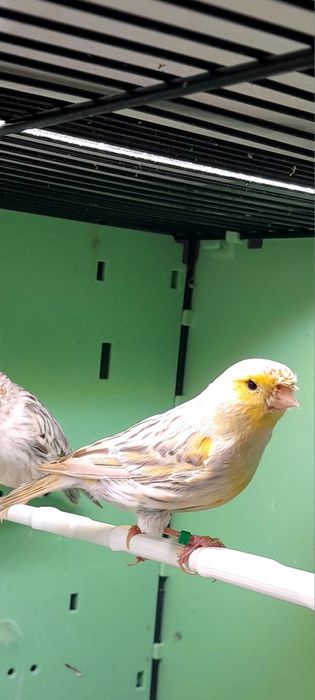 Kanarki samce I samice