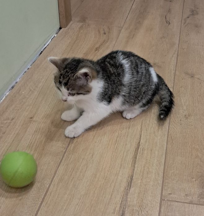 Oddam kociczke w dobre ręce