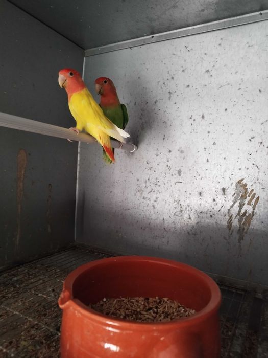 Agapornis Roseicollis Casais adultos reprodutores