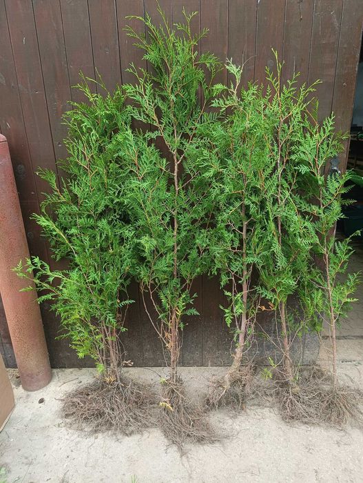 Sadzonki Thuja Brabant na żywopłot - wysokość 140-170 cm!
