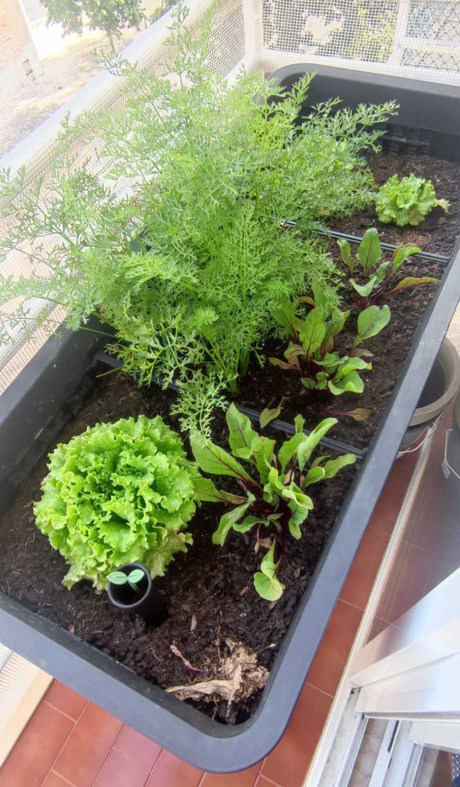 Horta Vertical EASY GROWING 113x48 - Perfeita para Espaços Pequenos!