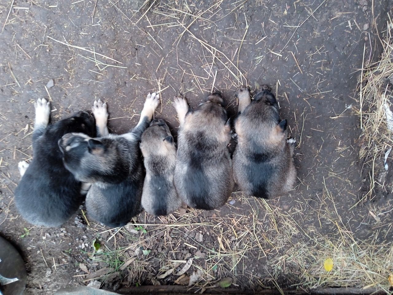 Отдам щенков в хорошие руки