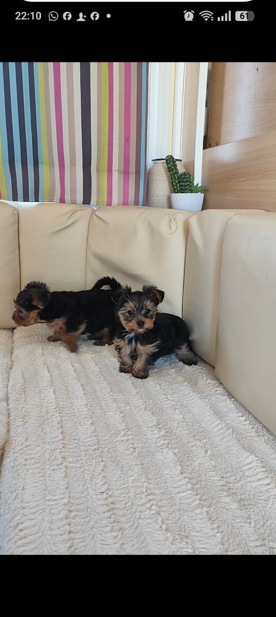 Yorkshire terrier mini fêmea