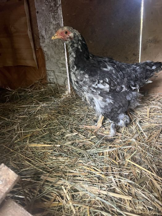 Kury Kochin olbrzymi   Sprzedam