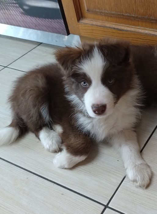 Border collie szczeniak samiec czekoladowy