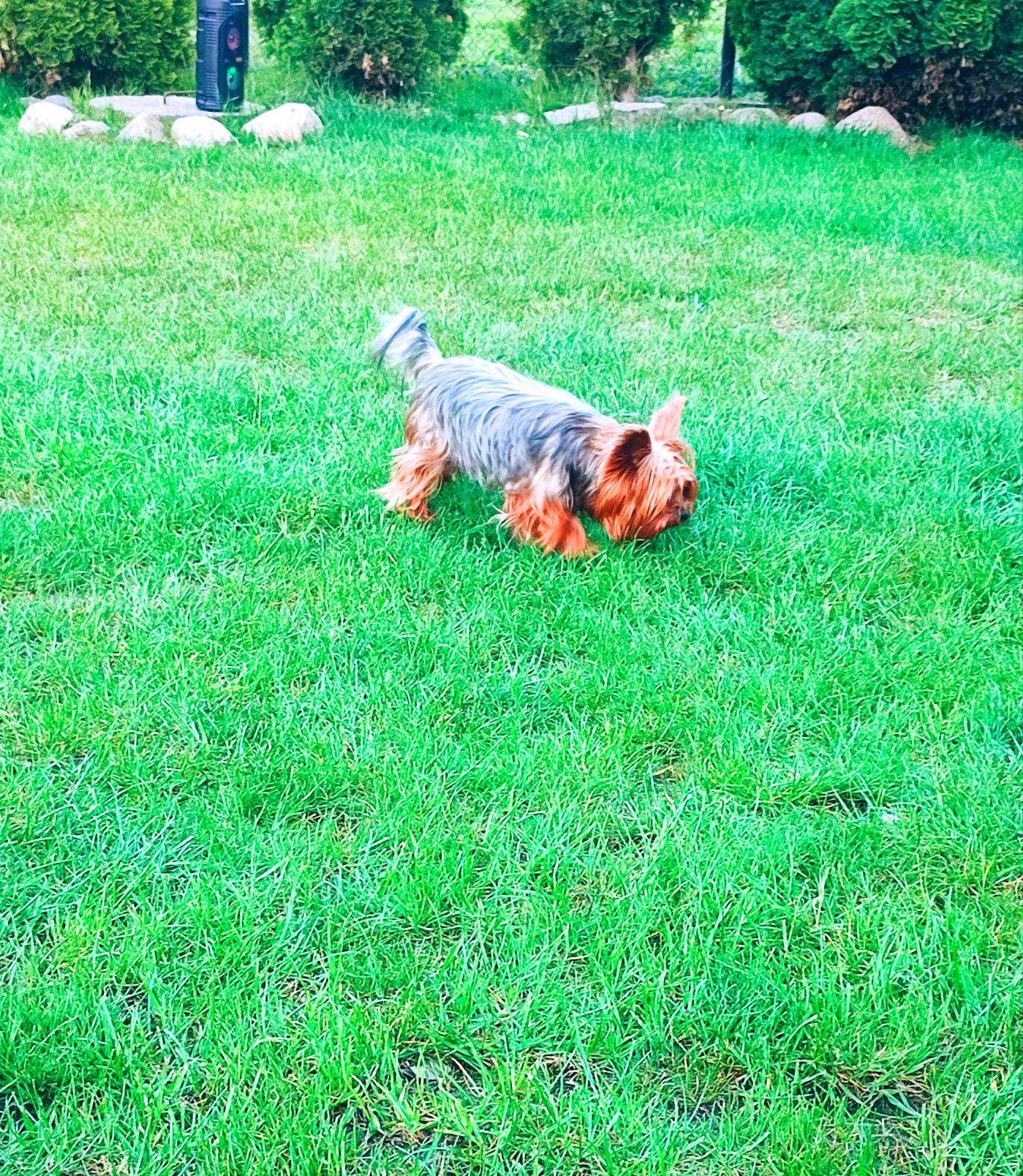 Yorkshire Terrier