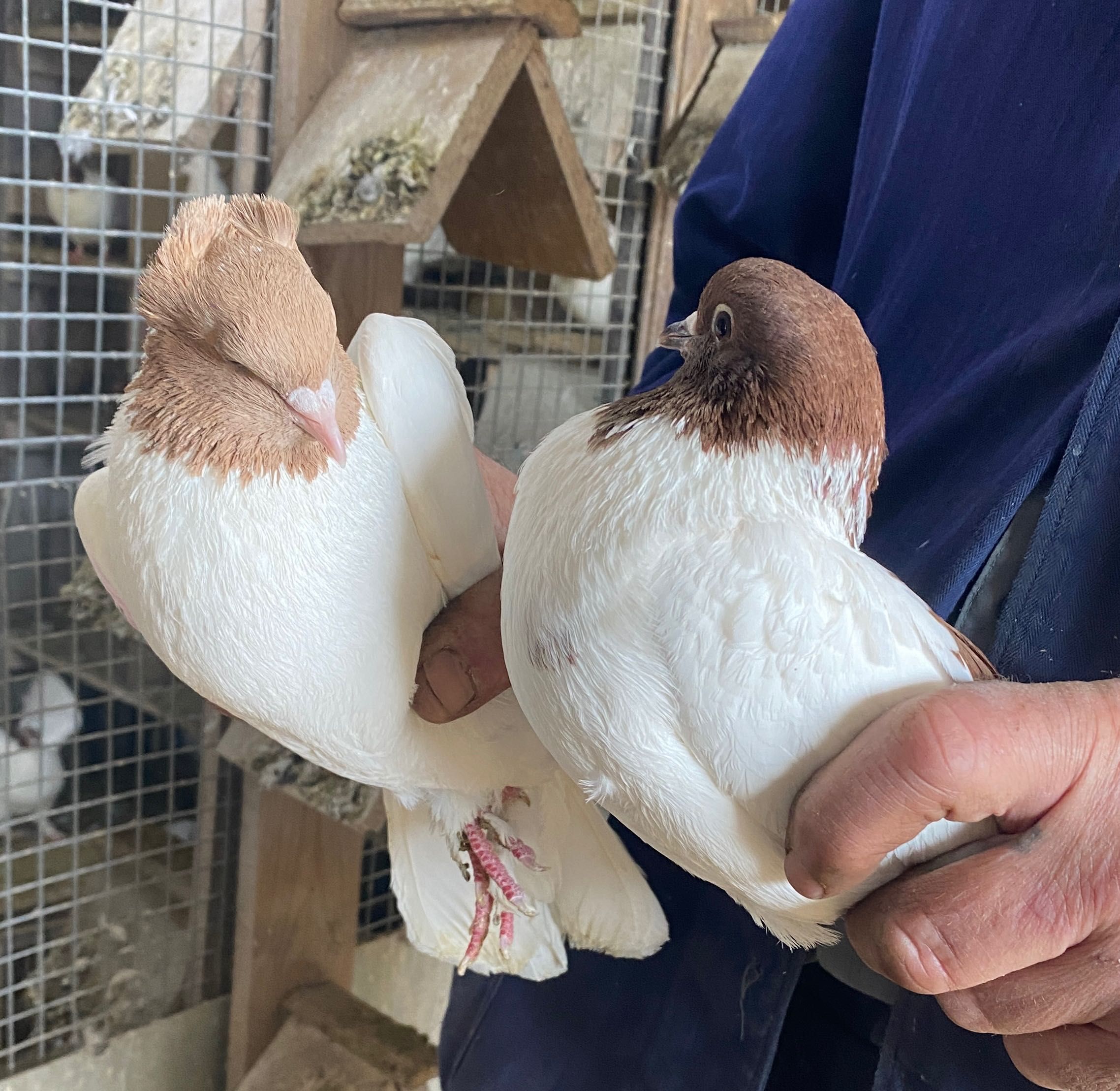 Продаю іранських голубів