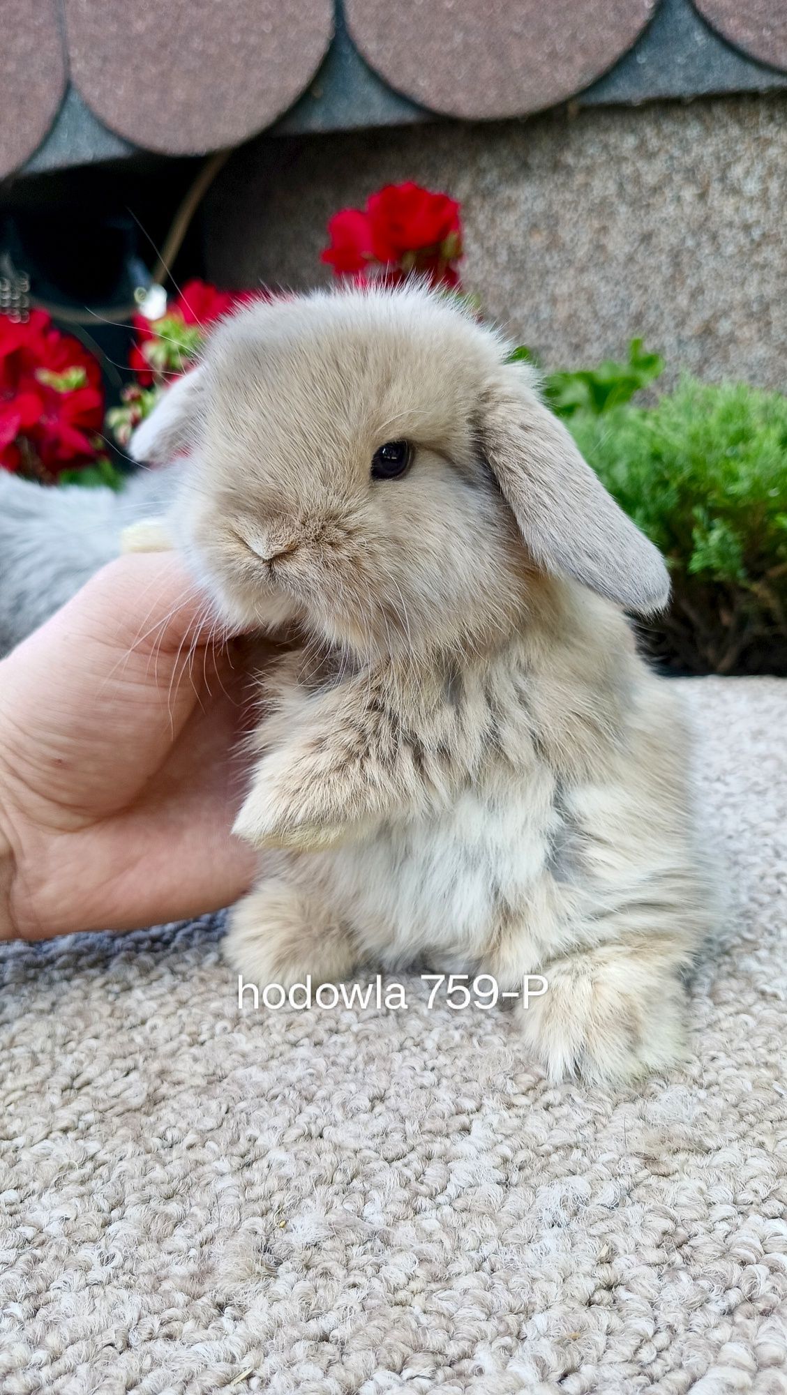 Mini lop króliki karzełek miniaturka baranek hodowla