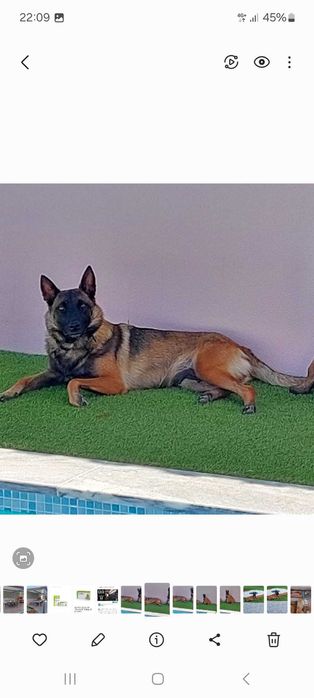 Cachorros Pastor Belga Malinois