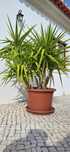 Planta Yucca Ferox