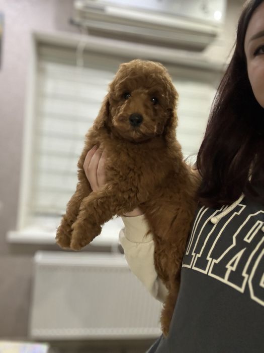 Лабрадудль пудель тікап ред браур мальтіпу 7-9 кг великий