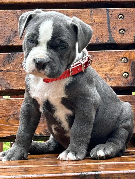 American Staffordshire Terrier piesek 3