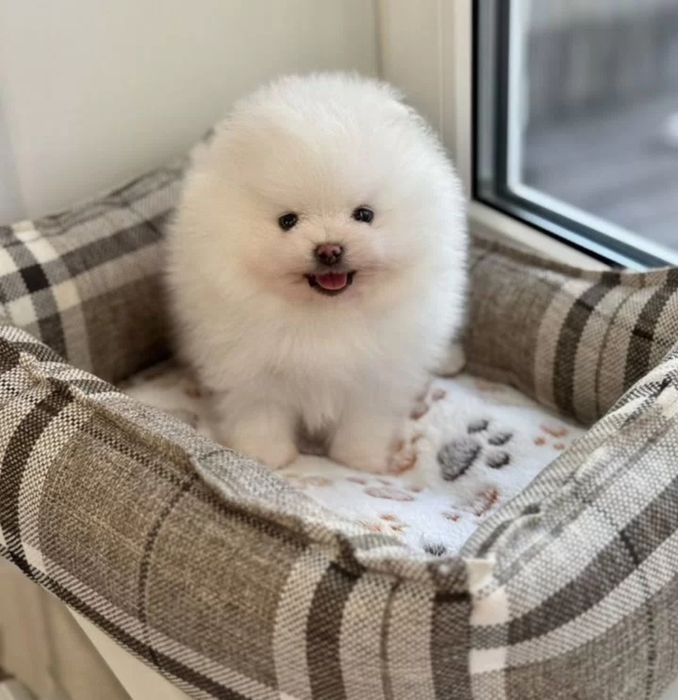 Топи крохи мини шпицы