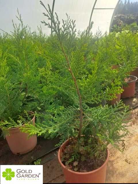 Cedros Leylandi a Bom Preço