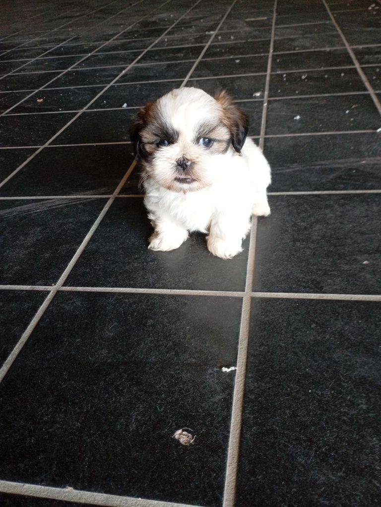 Shih-Tzu fêmea disponível