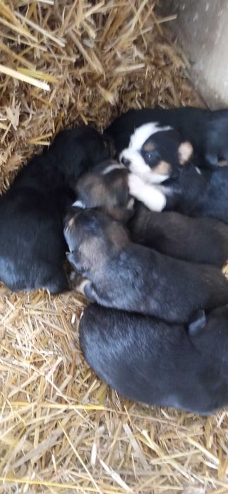 Oddam zdrowe szczeniaki