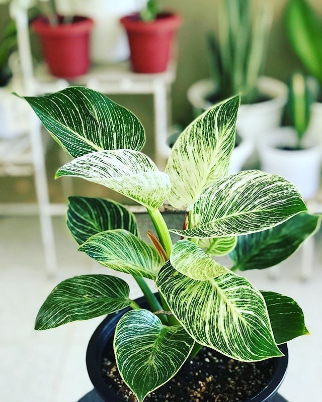 Philodendron Birkin baby