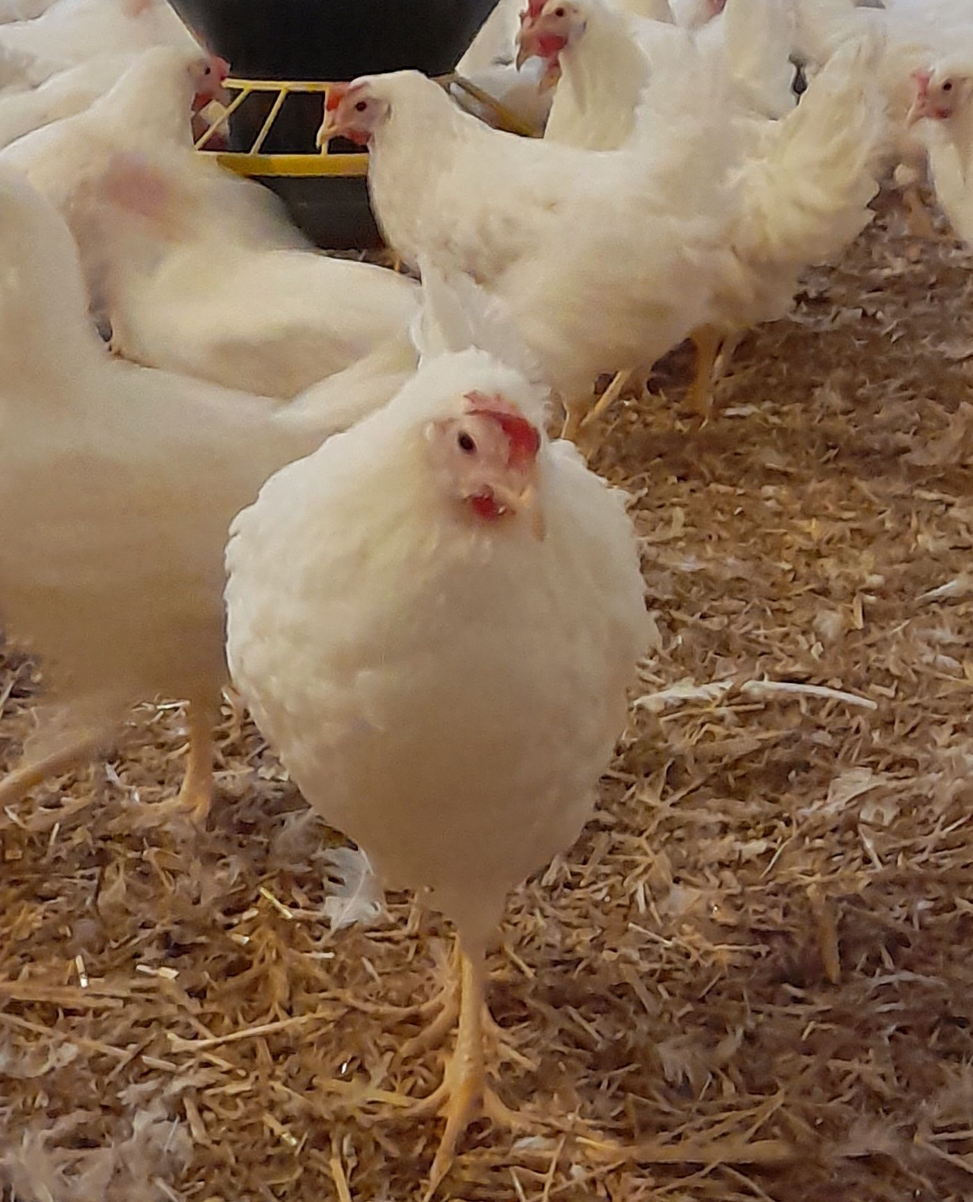 Kury Nioski Leghorn Kurku Leghorny Młode 23 tyg