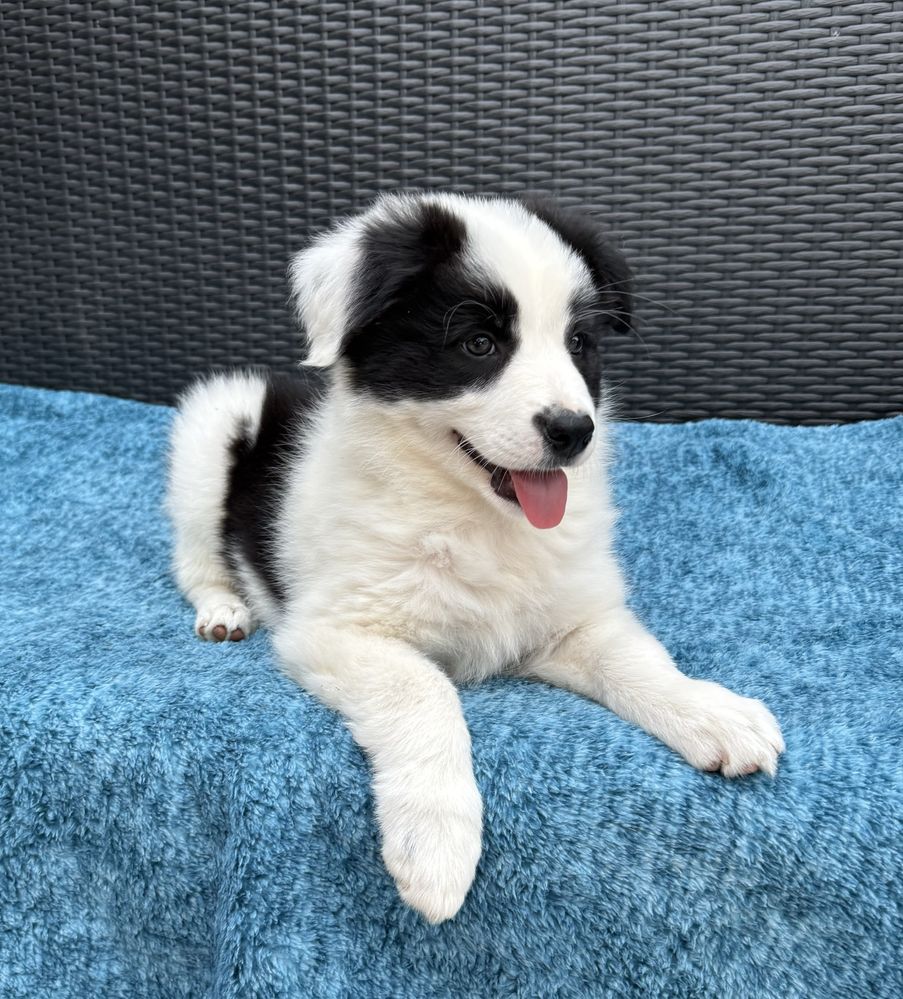 Border Collie sunia czarno biała  Panda