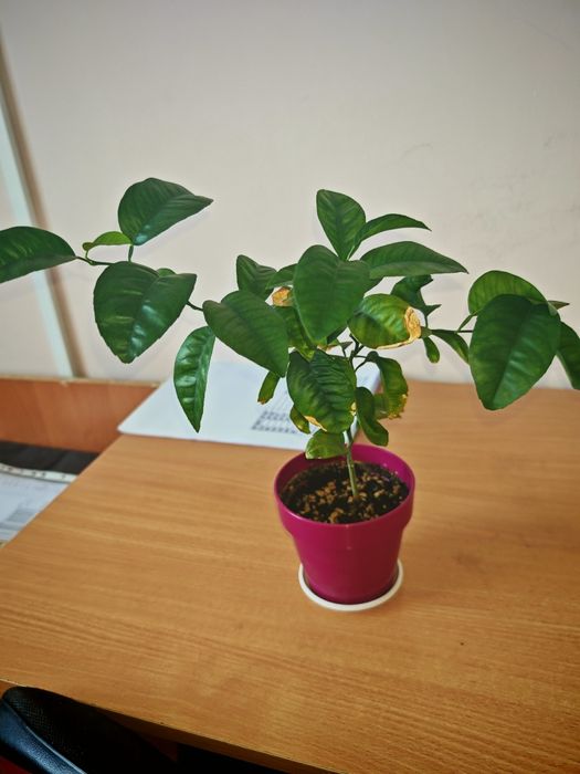 Цитрус на подвой, цитрус из косточки