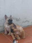 macho buldogue francês