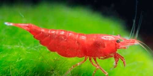 MISIEKZOO Krewetki - Krewetki Sakura Red / Mocno Czerwone