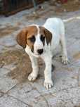 Cão de gado transmontano