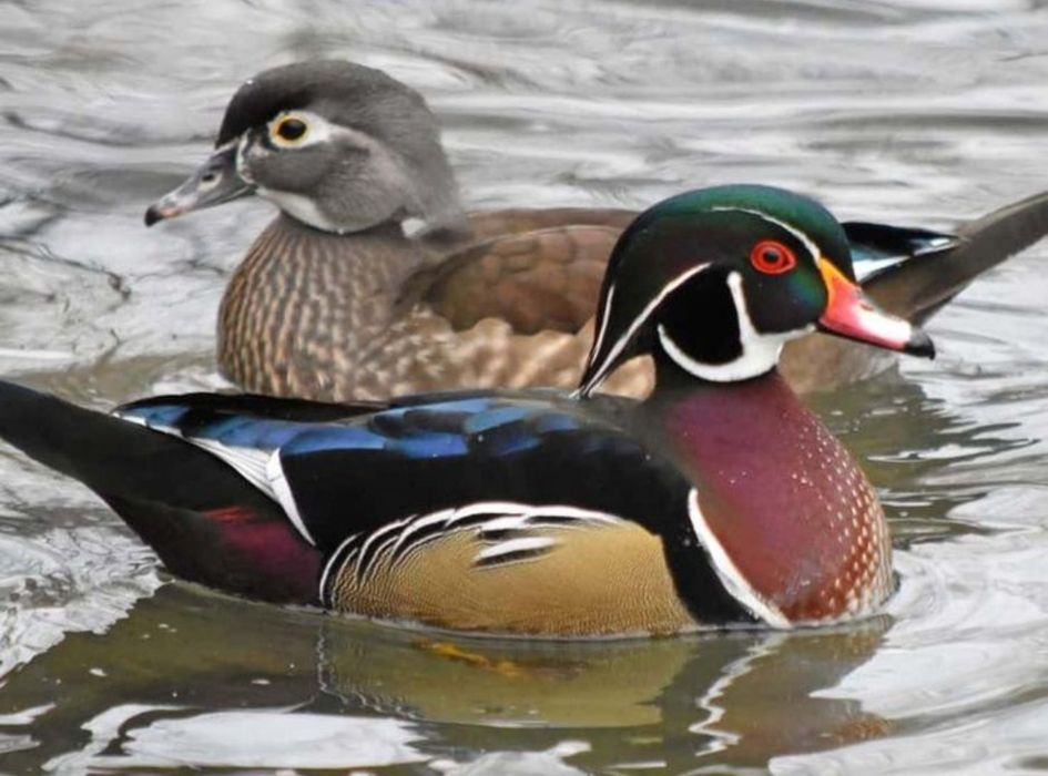 Kaczki  ozdobne KAROLINKI   standard, beżowe, srebrne , szeki