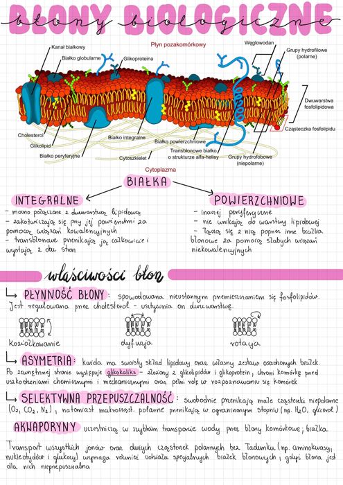 Notatki biologia matura - Notatki maturalne biologia 2025