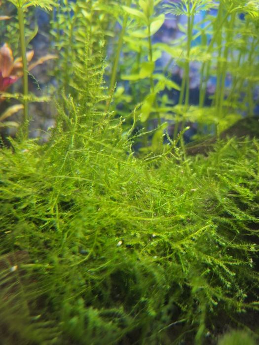 Mech jawajski Java Moss szybko rosnący