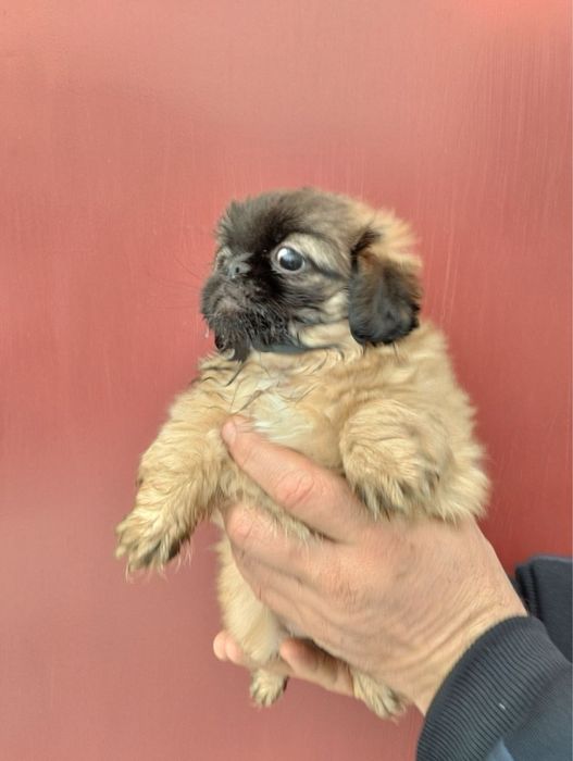 Продам цуценят Пекінесиків