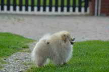 Pomeranian Samiec 5 miesięcy Szpic Miniaturowy ZKwP FCI