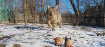 Котик-щуролов, охоронець хати й зірка соцмереж, кіт Степан
