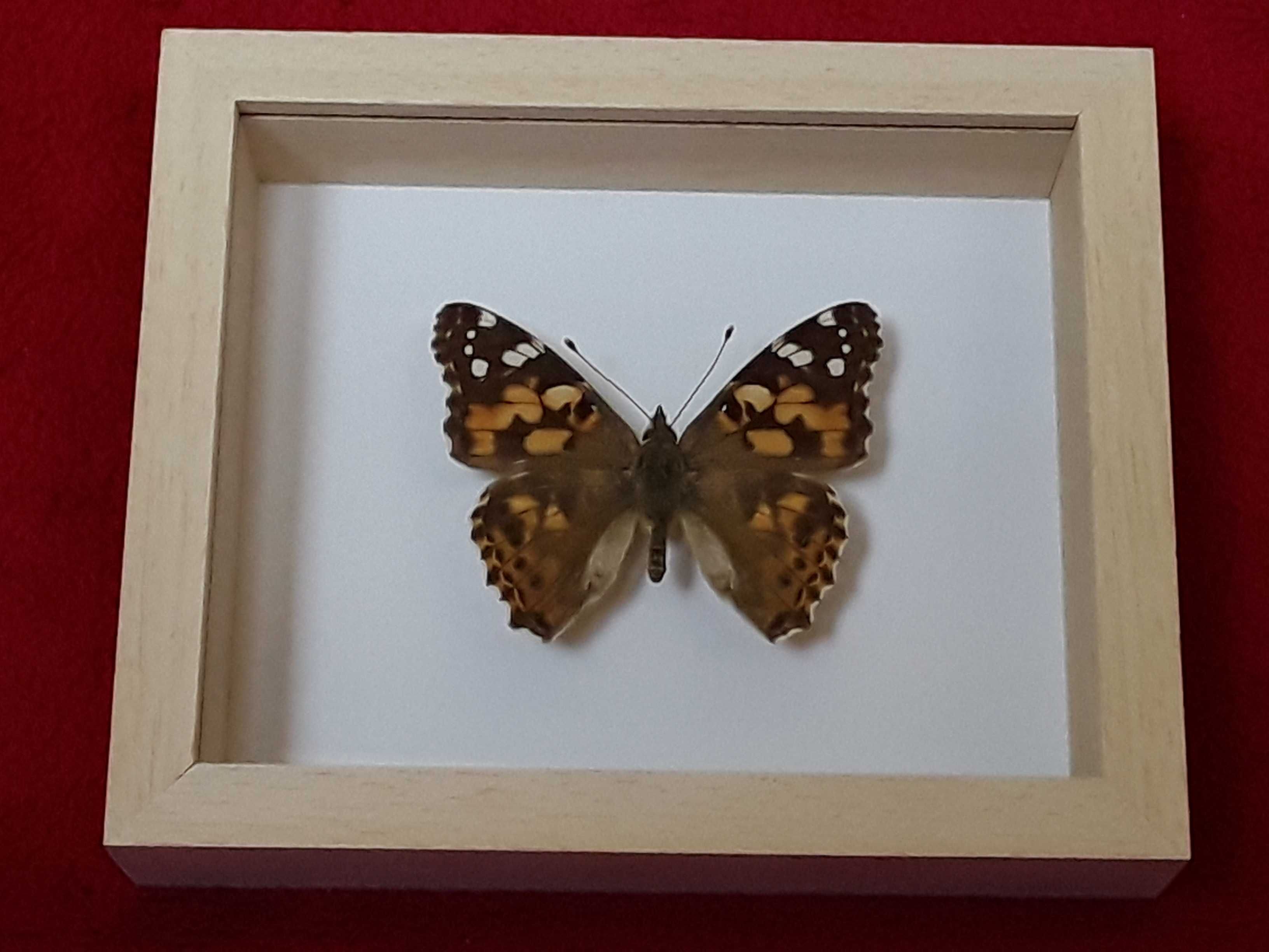Motyl w ramce 12x10 cm Vanessa cardui 55 mm .