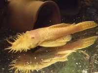 Dorosły zbrojnik albinos