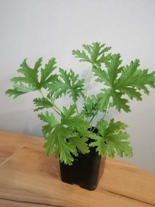 Geranium anginka