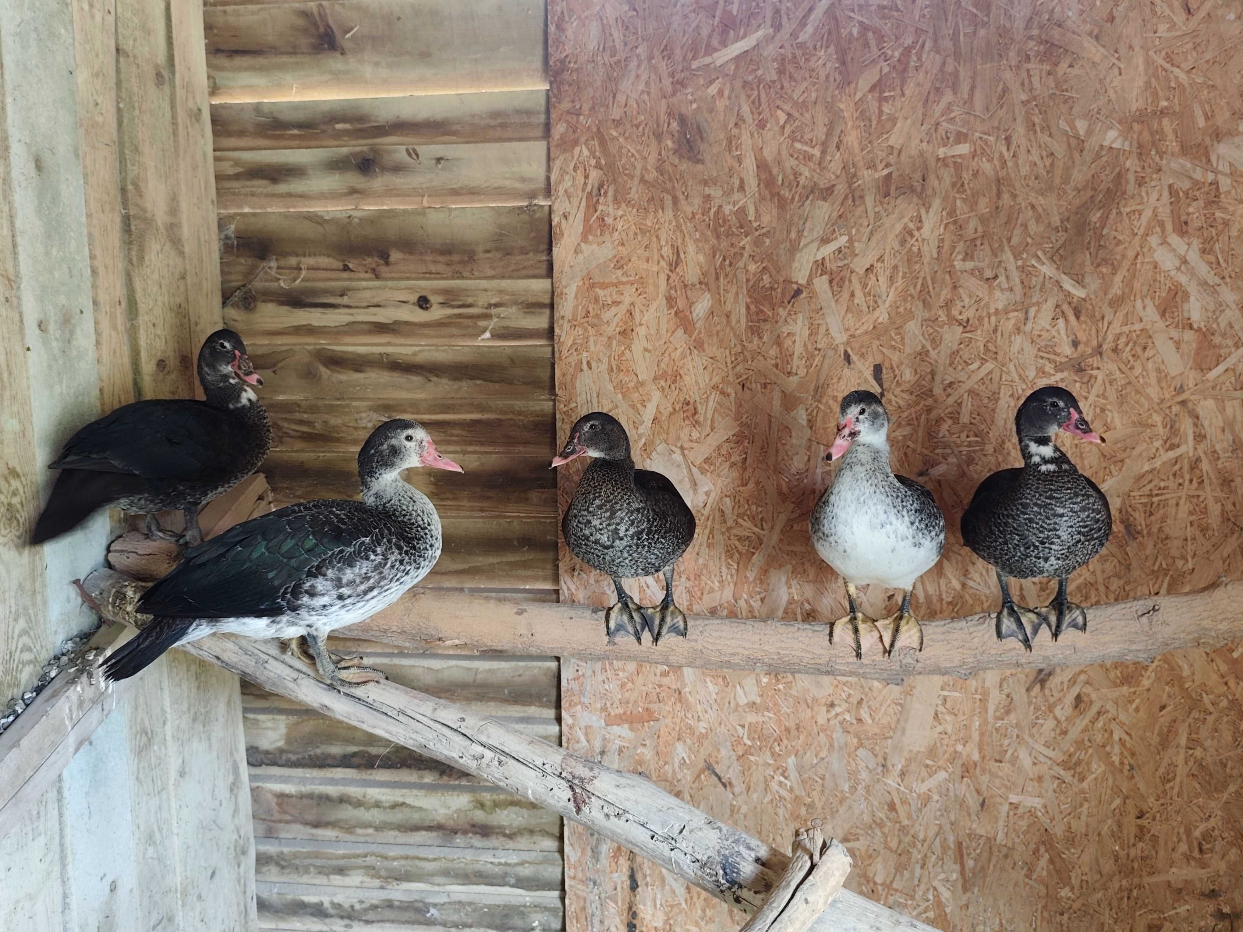 Patos mudos caseiros criados ao ar livre