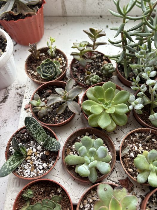 Кімнатні рослини, ехеверіі сукуленти , гастерія