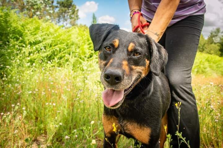 Pistachio- cachorro de porte médio para adoção