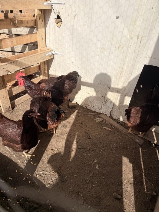 para o fim do ano  ovos galados rhode island red