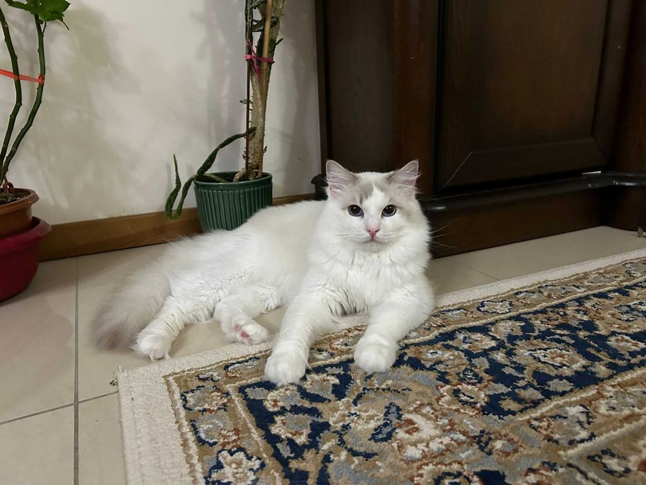 Ragdoll kocurek reproduktor krycie