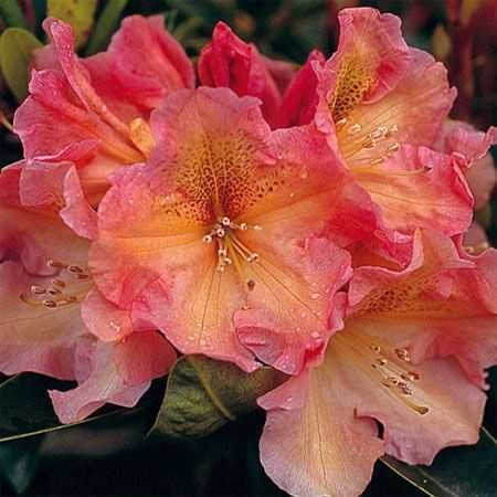 Rododendron/różanecznik różne odmiany