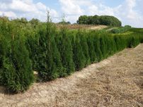 Tuja Szmaragd 160,180,200,220cm! Thuja Smaragd! Dowóz! Sadzimy! Tuje!