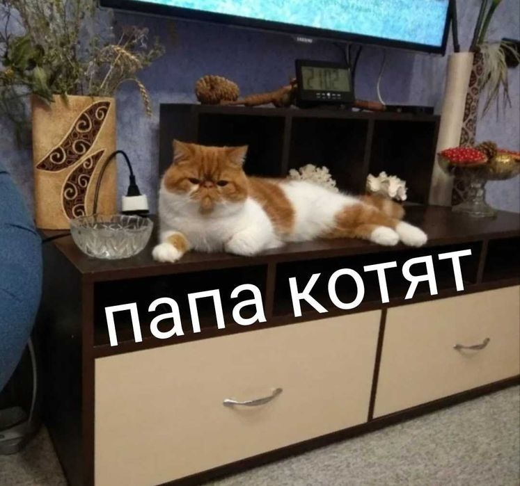 Персидские котята экзоты